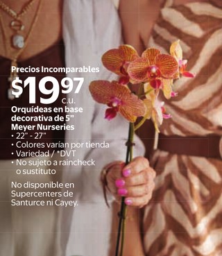 Orquideas en base decorativa de 5´´ meyer nurseries