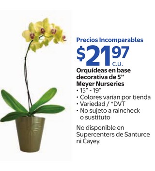 Orquideas en base decorativa de 5´´ meyer nurseries